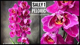 Phal. Sally1 | Обзор домашнего цветения крупноцветкового пелора | В народе он Бинти,Пурпурный ливень
