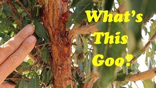 Saving Our Plum Tree | Treating Gummosis in Fruit Trees