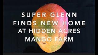 Super Glenn Mango Finds a New Forever Home at Hidden Acres Mango Farm!