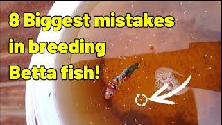 Why Betta fish breeding fail | 8 Mistakes to avoid