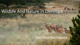 Red Deer Rut Season