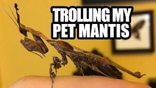 Trolling My Pet Mantis