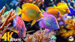 Aquarium 4K (ULTRA HD) - The Most Beautiful Fish In The World, The Ultimate Underwater Escape