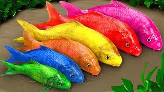 Cartoon crocodile, pink snake and colorful eel | Colorful baby fish | Stop Motion Funny Animation