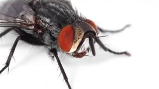 THE LIFE OF A PARASITOID FLY