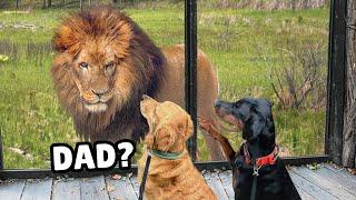 My Dogs Meet Wild Zoo Animals (You won't believe their reaction)