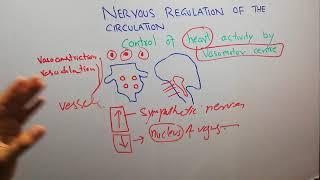 CVS physiology 116. control of heart activity by vasomotor Center