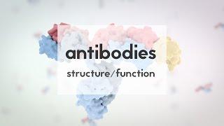 Therapeutic antibodies (Part 1): structure & function