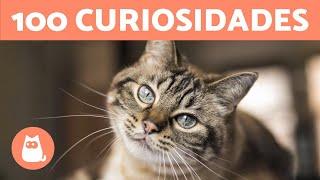 100 CURIOSIDADES sobre GATOS que vão te surpreender 