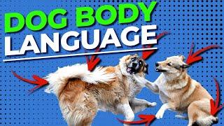 Learning to Understand Your Dog's Body Language With Doggy Dan