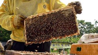 Huge Number of Bees! Honey Mass Production Process by Korean Beekeeping Farm