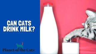 Can Cats Drink Milk?