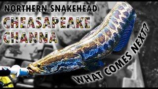 Snakehead No More: "CHESAPEAKE CHANNA" rebranding and the Future of Snakehead as a Sportfish