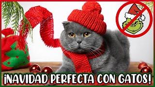 NAVIDAD PERFECTA Con Tu GATO, La GUÍA DEFINITIVA  - SiamCatChannel