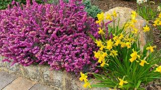 Kramer's Red Winter Heath (blooms January through April)