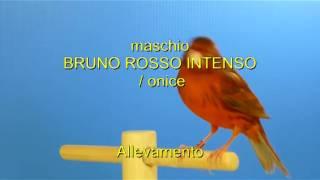 maschio BRUNO ROSSO INTENSO/onice_All.Pasquale Leone