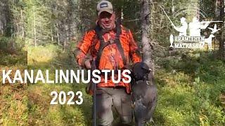 Kanalinnustusta 2023 | Terveisiä Sallasta | Uusia koiravarusteita #metsästys #dogs #hunting