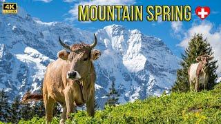 Most beautiful mountain moments in Switzerland - Mürren Schilthorn 4K