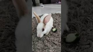 Cute Rabbit #rabbit #ytshorts #prachipuri7