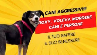 Cani aggressivi - Roxy voleva mordere cani e persone - educare il cane si può…