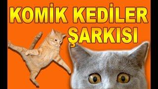 MİNİK KEDİM ŞARKISI | En Komik Kedi Videoları Komik Kediler Şarkısı