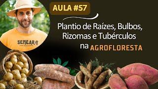 Plantio de Raízes, Bulbos, Rizomas e Tubérculos na Agrofloresta Aula #57