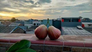 Panen Cangkokan King Rose Apple Plus Buahnya Yang besar dan Manis