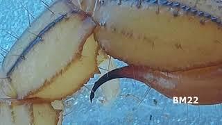 Live Hairy Scorpion under High Magnification Using KKmoon Video Microscope