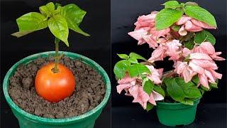 How to grow Mussaenda plant from cutting using tomato