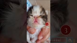 Jual Anak Kucing Kitten Persia Peaknose Flatnose / Surabaya