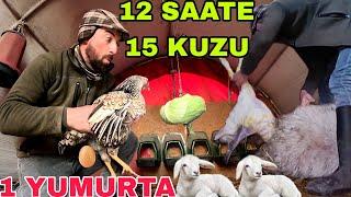 12 SAATTE 15 KUZU DOĞDU !! TAVUKLAR YUMURTA YAPMIYOR~DÖKÜLDÜLER~KUZULAR KAÇ KİLO DOĞAR