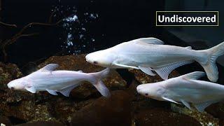 Top 10 Large Aquarium Fish - Part 2