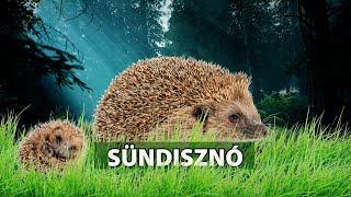 Vadkaland - A SÜNDISZNÓ