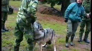 Sorprendente: Mujer enseña a un lobo quién es el jefe aquí realmente.