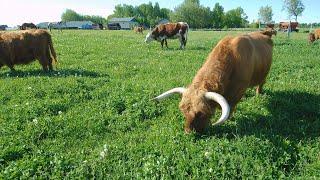 multi species grazing