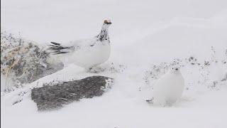 ライチョウ（Rock Ptarmigan）／撮影地：富山県立山町｜1分14秒　サントリーの愛鳥活動