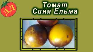 Томат Синя Ельма (кращі сорти помідорів)