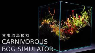 Carnivorous Plant Terrarium Immersive Simulation 100 Days | 食虫沼泽生态缸 沉浸式模拟100天