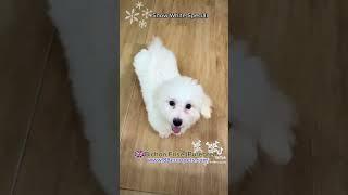 Bichon Puppy for Sale #bichonfrisesingapore #sgbichonfrise #bichonfrise #singapore #bichonfrisé #sg