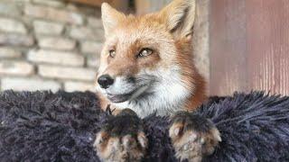 А вы знали, что лисы могут приносить пользу?
