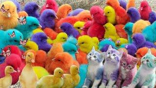 Tangkap Ayam Lucu, Ayam Warna Warni, Ayam rainbow,Ayam Pelangi,Bebek,kucing,Kelinci,Dunia Hewan Lucu