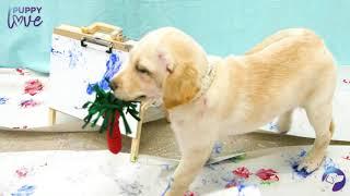 Pupcasso - Painting with Puppies | Dogs Inc