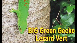 BIG Green Gecko - Lezard Vert ( Mauritius / Ile Maurice)