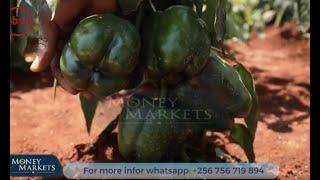 Growing and Selling Green Pepper