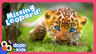 Where Is This Wild Leopard Cub’s Mom? | Dodo Kids | Rescued!