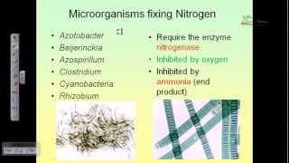 Nitrogen cycle