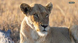 The bush is buzzing after the rain - SafariLIVE Sunset - 11 January 2025