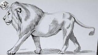 How To Draw A Lion In Pencil Step by Step and Easy