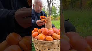 The persimmons are ripe. Grandpa and the little rabbit eat persimmons together. Cute pet debut p