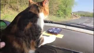 Очень довольная  кошка!  Кошка-навигатор в ретро-машине.